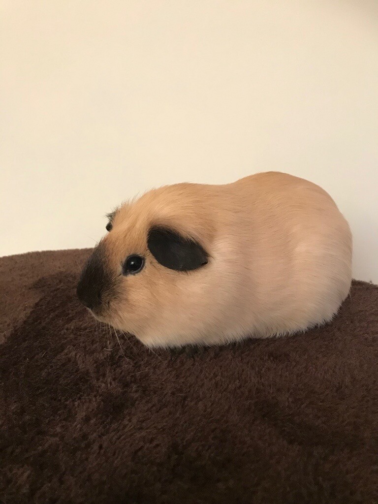 californian guinea pig